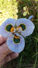 Moraea villosa
