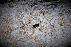 Lethaeus cribratissimus