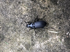 Pterostichus melanarius