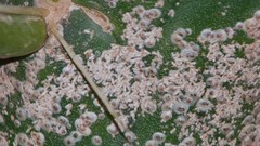 Diaspis echinocacti