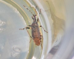 Dicranocephalus agilis