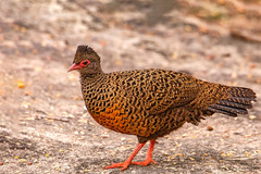 Galloperdix spadicea