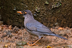 Turdus simillimus