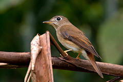 Muscicapa muttui