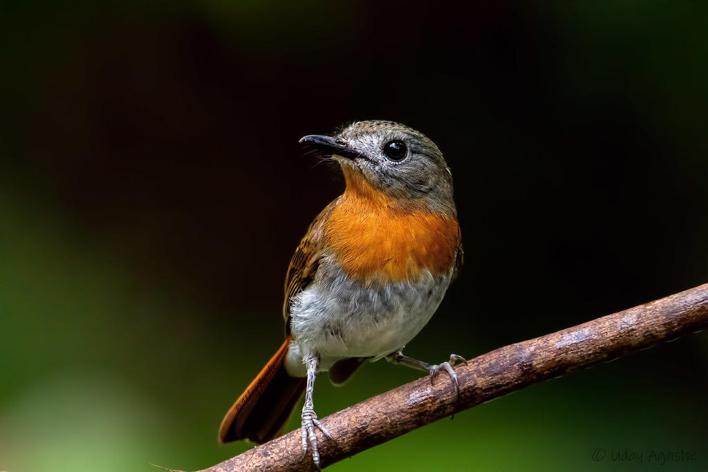 White-Bellied Blue-Flycatcher