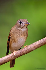 Muscicapa muttui