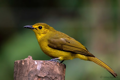 Iole indica