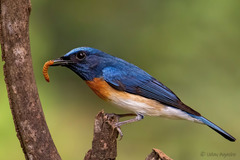 Cyornis rubeculoides