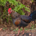 Gallus sonneratii - Photo (c) Uday Agashe, alguns direitos reservados (CC BY-NC), uploaded by Uday Agashe