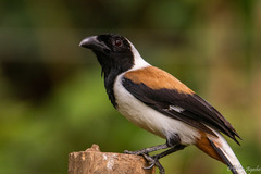 Dendrocitta leucogastra