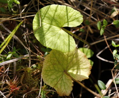 Caltha natans