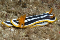 Chromodoris africana