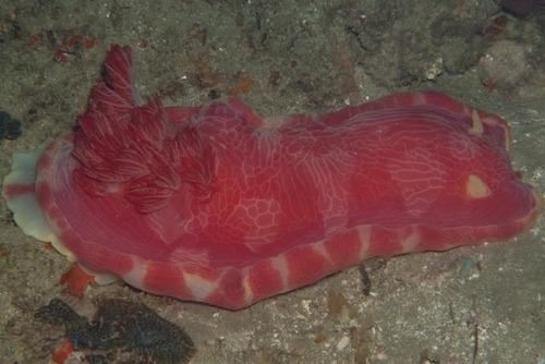 Giant Spanish Dancer