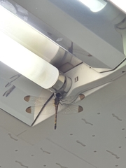 Sympetrum infuscatum