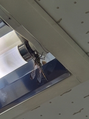 Sympetrum infuscatum