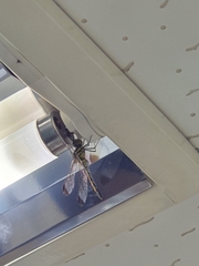 Sympetrum infuscatum