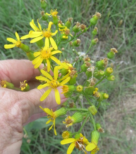 Image of Senecio ampullaceus by (c) Linda Jo Conn, some rights reserved (CC BY)