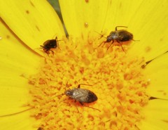 Lepidargyrus ancorifer