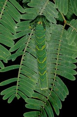 Polyura