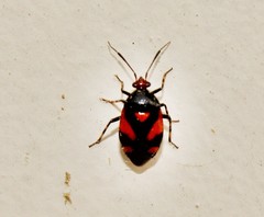 Deraeocoris schach