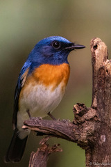 Cyornis rubeculoides