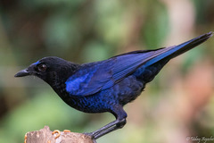 Myophonus horsfieldii