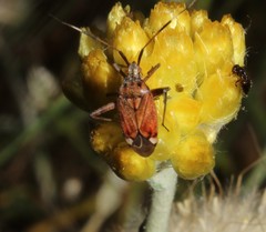 Closterotomus histrio