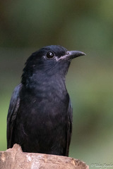 Surniculus dicruroides