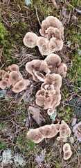 Phellodon tomentosus