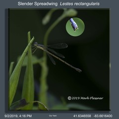 Lestes rectangularis