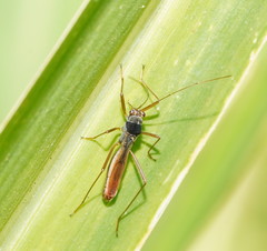 Phaenacantha australiae