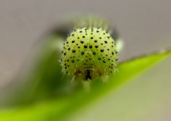 Catopsilia pomona