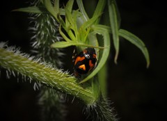Deraeocoris schach
