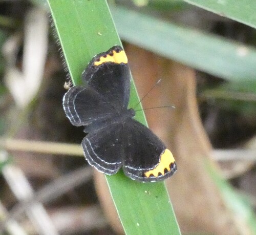 Charis cadytis