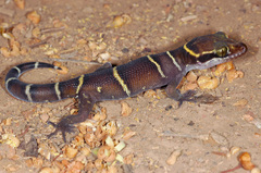 Cyrtodactylus deccanensis