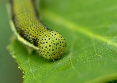 Catopsilia pomona