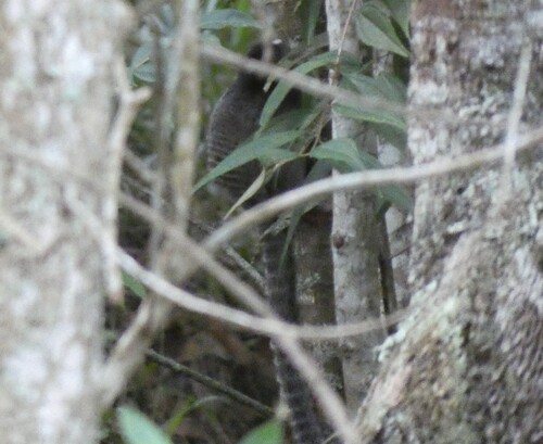 Black-tufted-ear Marmoset