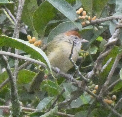 Gray-eyed Greenlet