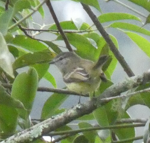 Planalto Tyrannulet