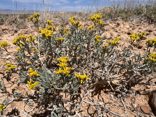 Grand Buckwheat (Eriogonum contortum)