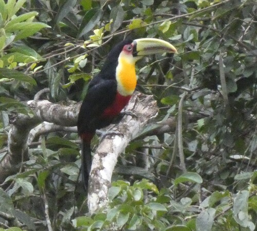 Red-breasted Toucan