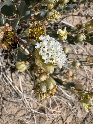 Clay Sand Verbena (Abronia glabrifolia)