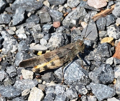 Spharagemon saxatile