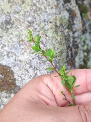 Berberis heteropoda, photograph Anastasiia Samokhvalova, CC BY, iNaturalist via GBIF