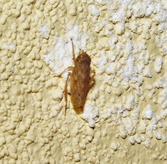 Thamnotettix dilutior