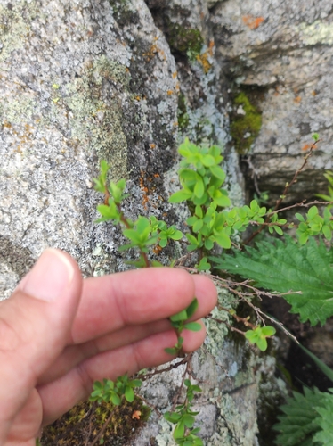 Berberis heteropoda, photograph 6