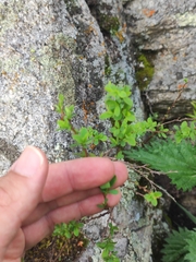 Berberis heteropoda, photograph Anastasiia Samokhvalova, CC BY, iNaturalist via GBIF