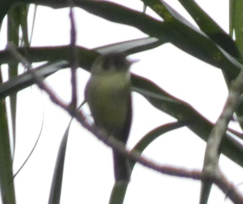 Sepia-capped Flycatcher