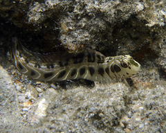 Omobranchus rotundiceps