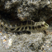 Rotund Blenny - Photo (c) Glen Whisson, some rights reserved (CC BY-NC), uploaded by Glen Whisson